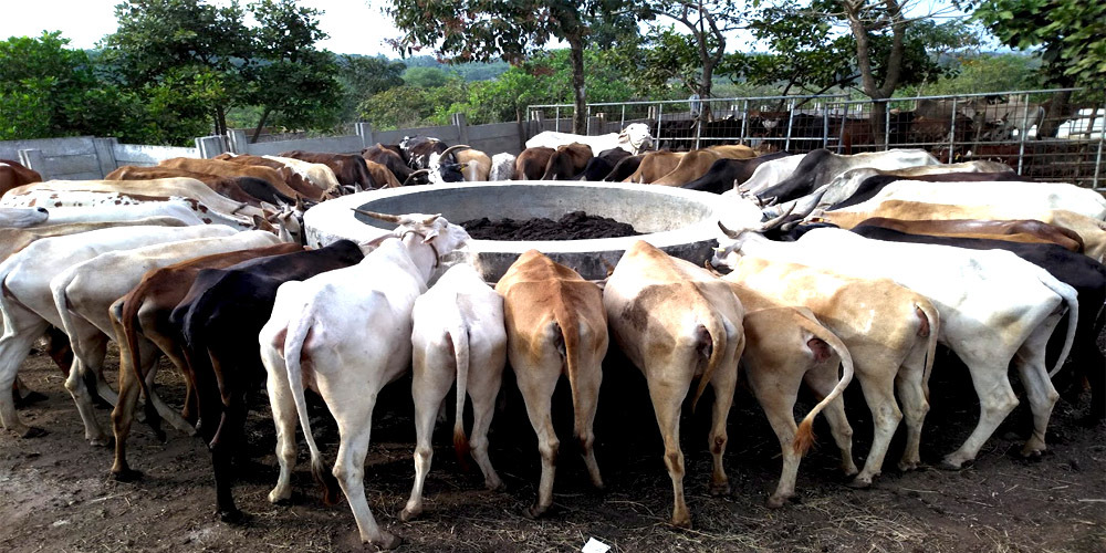 Daily seva at the gaushala