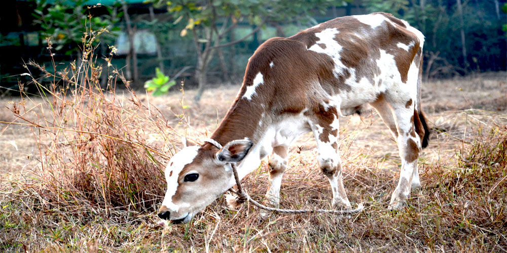 Cows being cared for at the gaushala