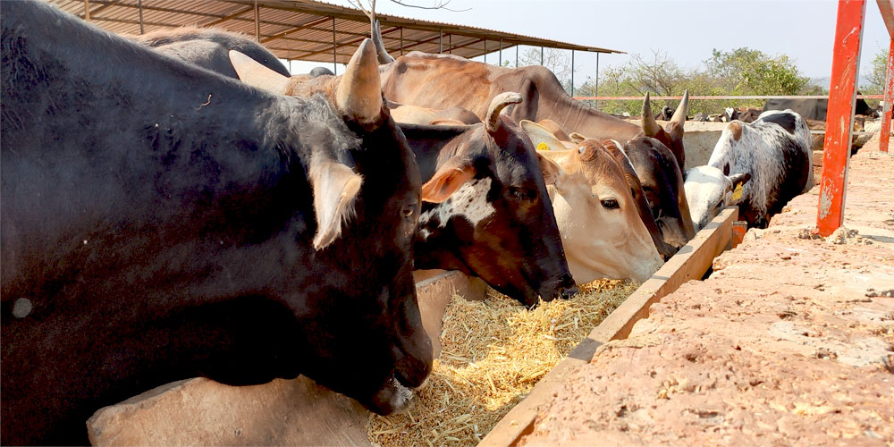 Healthy cows resting peacefully